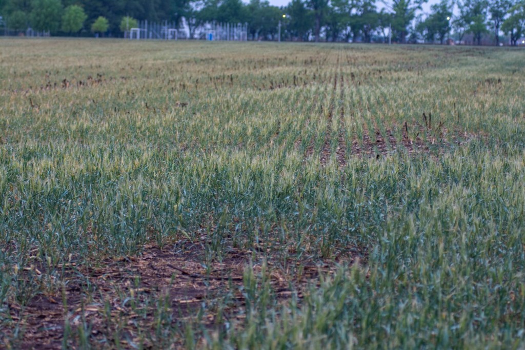 La falta de lluvias importantes desmejoró la condición del trigo y ...