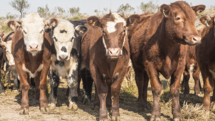 ALERTA-PARA-LA-GANADERIA