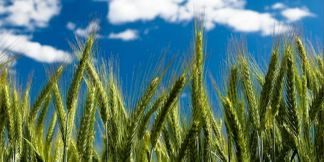 CONDICIONES-DE-LA-FINA