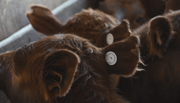 trazabilidad-bovinos-chips