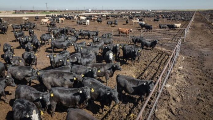 feedlot