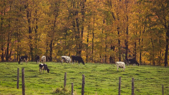 Shot of a ranch with kettle grazing the grass behind a fence